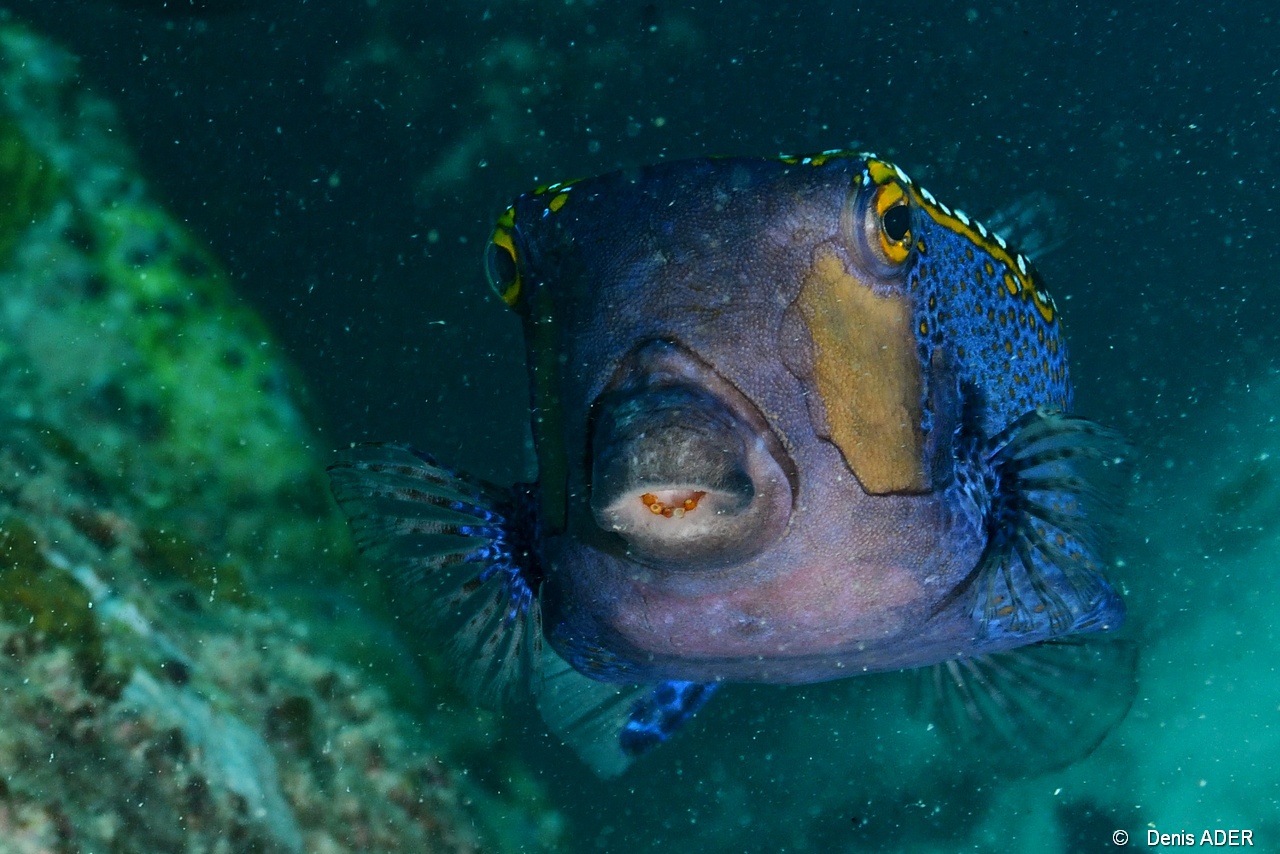 Ostracion-meleagris Coffre pintade-Monkey Island Curieuse-8m-20190614-Denis-ADER-DSC_9794_tn.jpg
